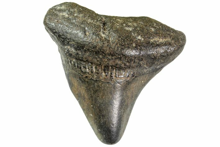 Bargain, Juvenile Megalodon Tooth - Georgia #163328